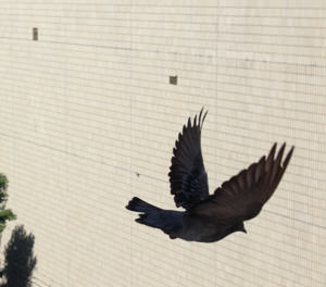 hato-fly